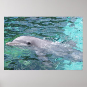 Swimming Dolphin Poster