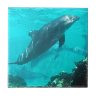Swimming Dolphin Tile