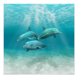 Swimming Dolphins Poster
