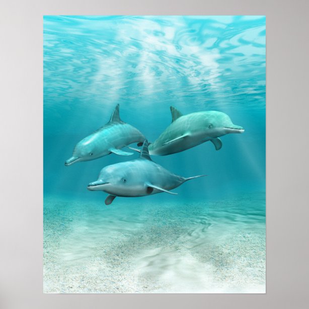 Dolphin Posters & Photo Prints | Zazzle AU