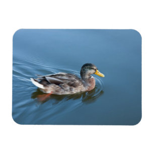 Swimming duck magnet