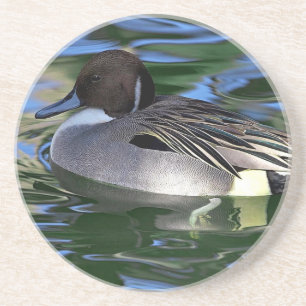 swimming duck sandstone coaster