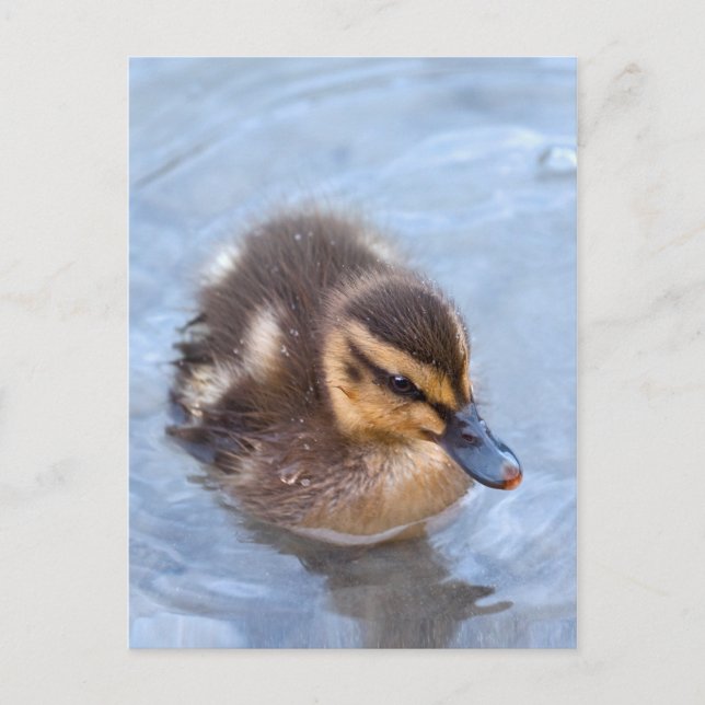 Swimming Duckling Postcard (Front)