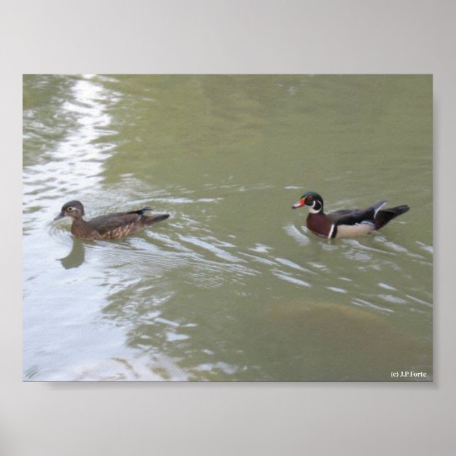 Swimming Ducks Poster (Front)