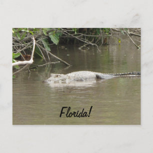 Swimming Gator Postcard