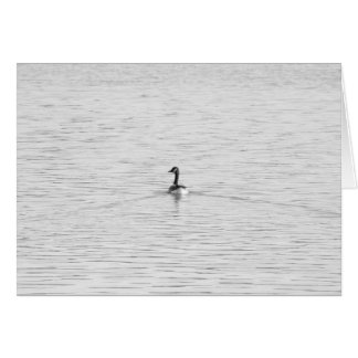 Swimming Goose