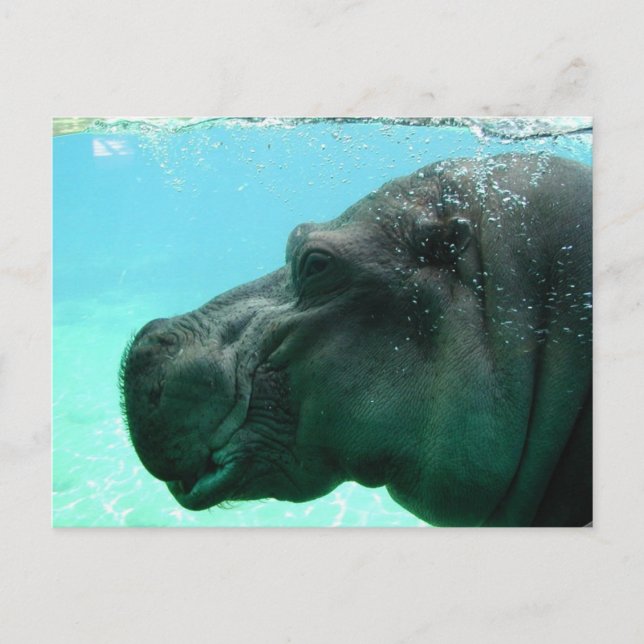 Swimming Hippo Postcard (Front)