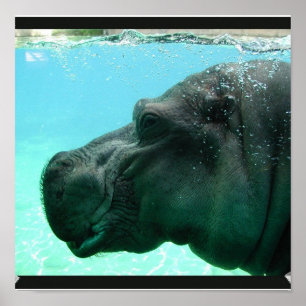 Swimming Hippo Poster