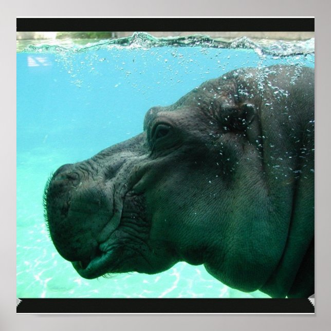 Swimming Hippo Poster (Front)