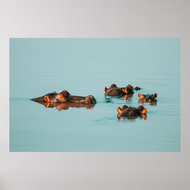 SWIMMING HIPPOS POSTER (Front)