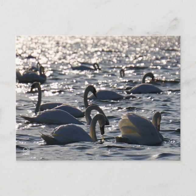 Swimming in a group on the water with sparkling z postcard (Front)