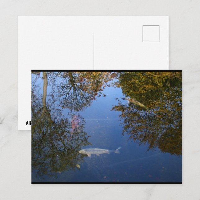 Swimming in the Sky Postcard (Front/Back)