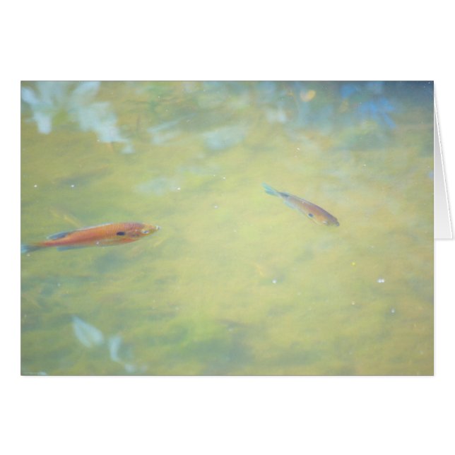 Swimming in the Sun (Front Horizontal)