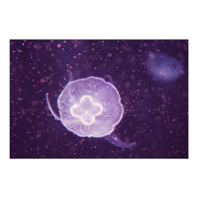 Swimming Jellyfish Photo Print (Front)