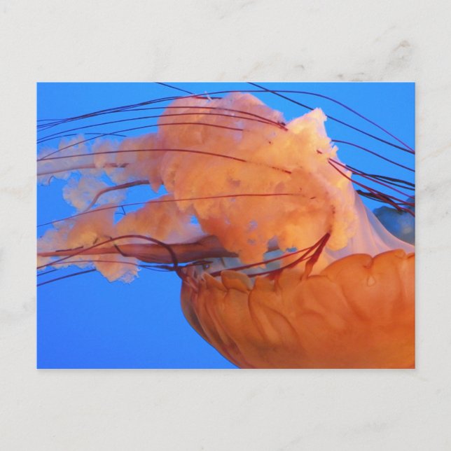 Swimming Jellyfish Postcard (Front)
