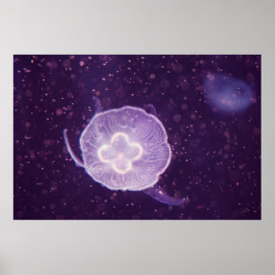 Swimming Jellyfish Poster