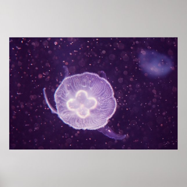 Swimming Jellyfish Poster (Front)