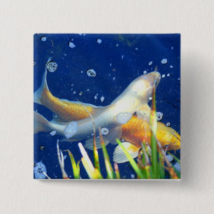swimming koi button