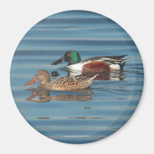 Swimming Northern Shovelers Magnet
