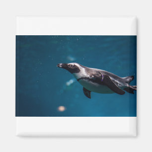 Swimming Pengiun in the Sea. Magnet