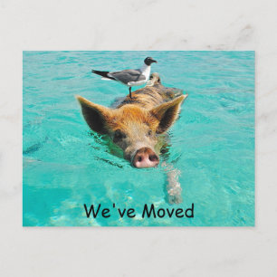 Swimming Pig New Address Announcement Postcard