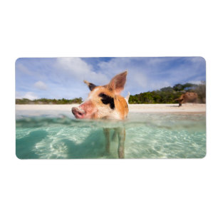 Swimming pig of Exuma