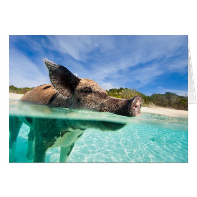 Swimming pig of Exuma (Front Horizontal)