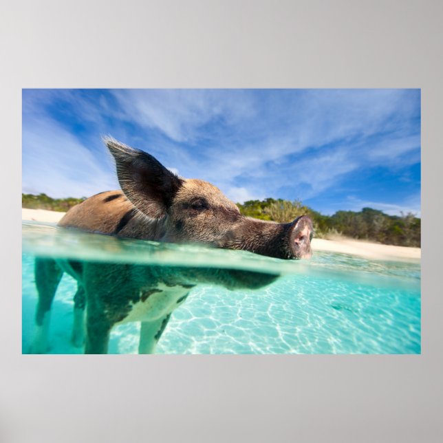 Swimming pig of Exuma Poster (Front)