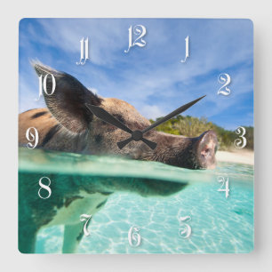 Swimming pig of Exuma Square Wall Clock