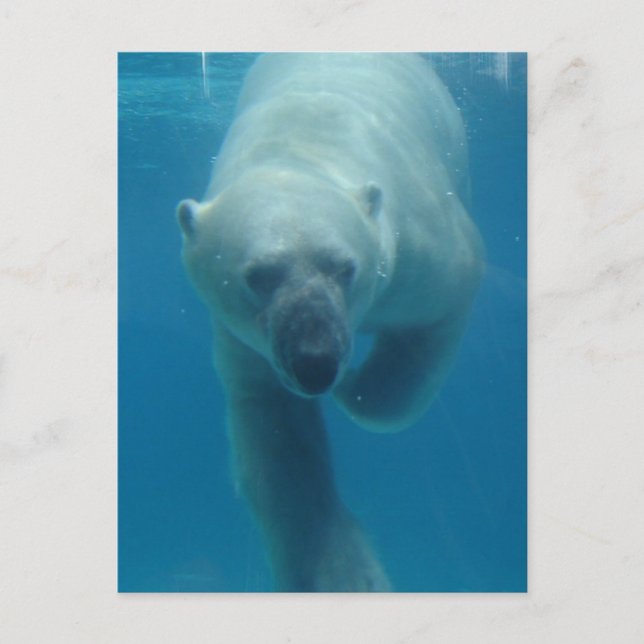 Swimming Polar Bear  Postcard (Front)