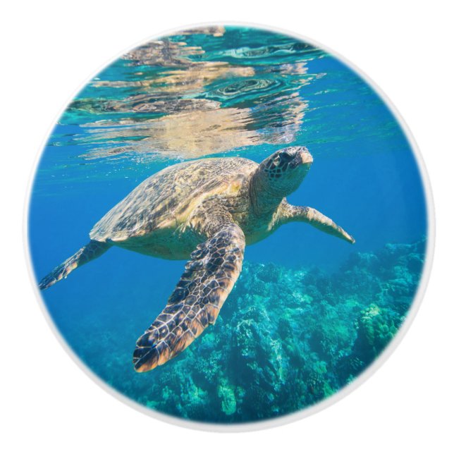 Swimming Sea Turtle Ceramic Knob (Front)