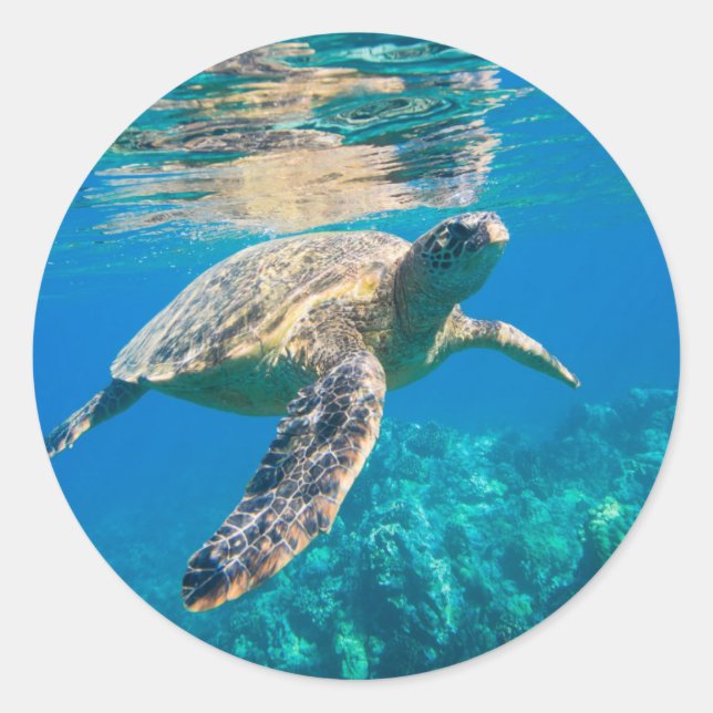 Swimming Sea Turtle Classic Round Sticker (Front)