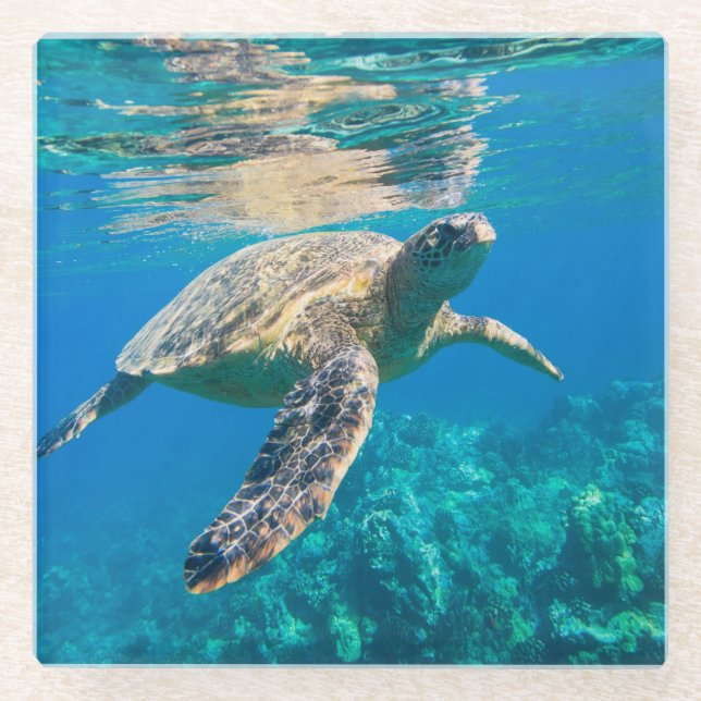 Swimming Sea Turtle Glass Coaster (Front)