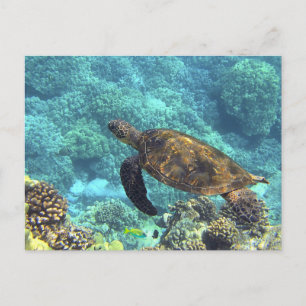 Swimming Sea Turtle in Blue Ocean Postcard
