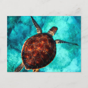 Swimming Sea Turtle in Blue Ocean Water Postcard