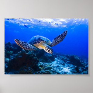 Swimming Sea Turtle in blue water Poster