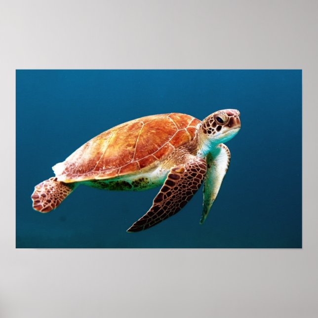 SWIMMING SEA TURTLE POSTER (Front)