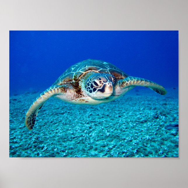 Swimming Sea Turtle Poster (Front)