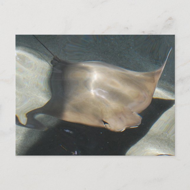 Swimming Stingray Postcards (Front)