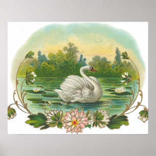 Swimming Swan Poster