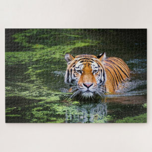 Swimming tiger jigsaw puzzle