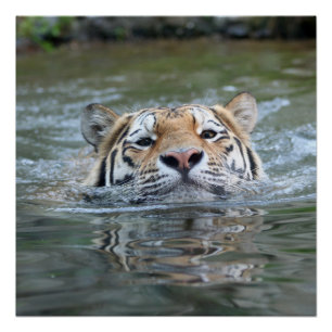 Swimming_Tiger Poster