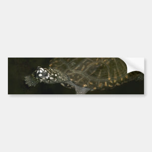 Swimming Turtle Bumper Sticker