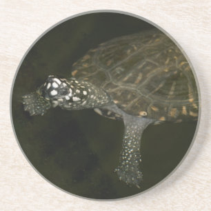 Swimming Turtle Coaster