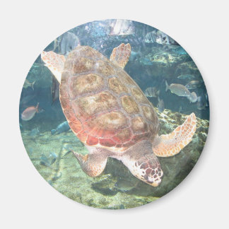 Swimming Turtle Magnet
