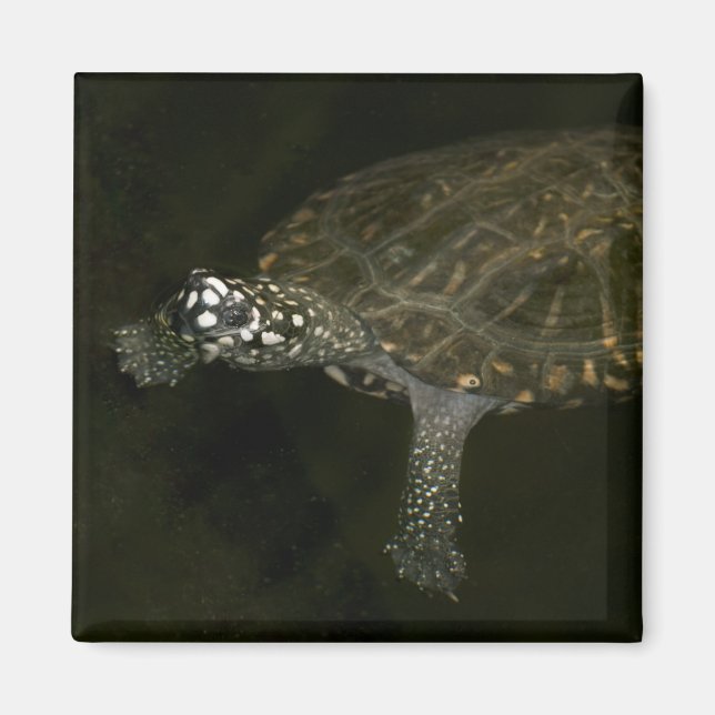 Swimming Turtle Magnet (Front)