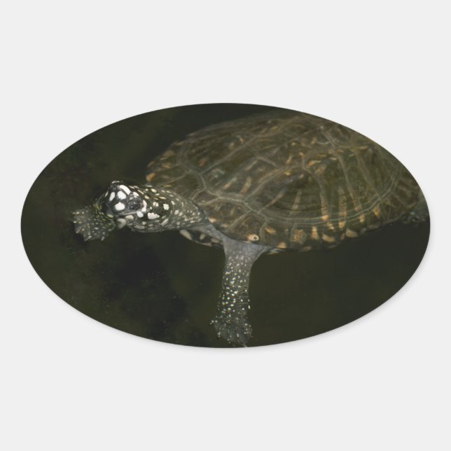 Swimming Turtle Oval Sticker (Front)