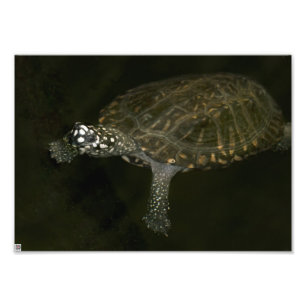 Swimming Turtle Photo Print