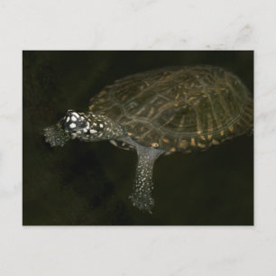 Swimming Turtle Postcard