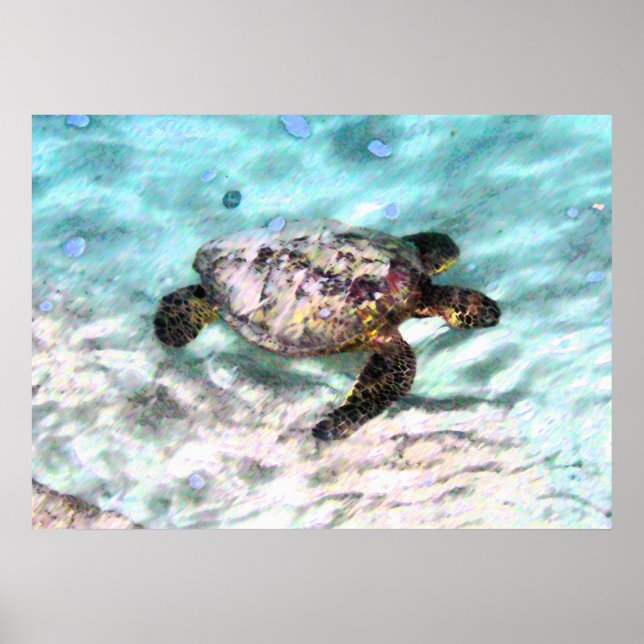 Swimming Turtle Poster (Front)
